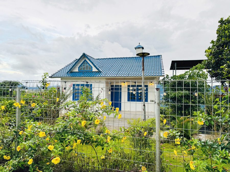 Căn nhà trắng giữa vườn hoa vàng